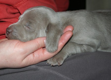 Weimaraner