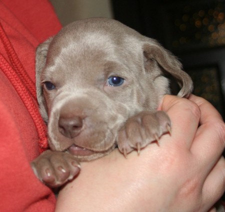 Weimaraner