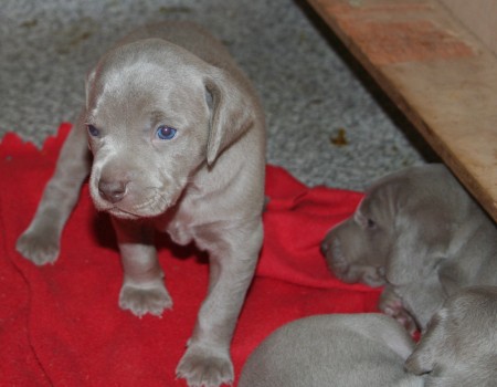 Weimaraner