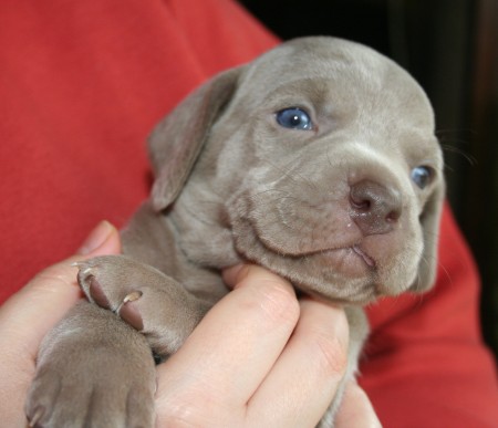 Weimaraner