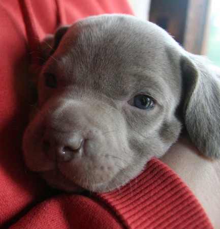 Weimaraner