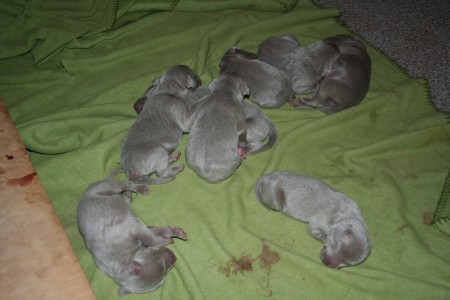 Weimaraner con 3 días