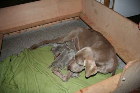 Los cachorros y su madre a los 3 días