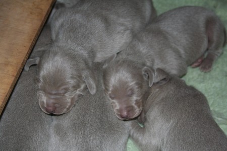 Weimaraner con 9 días