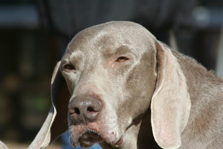 Weimaraner