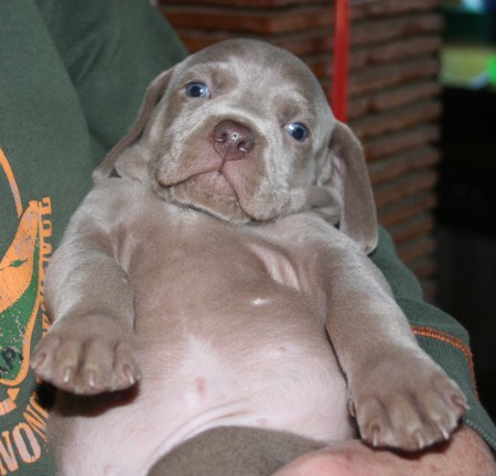 Weimaraner