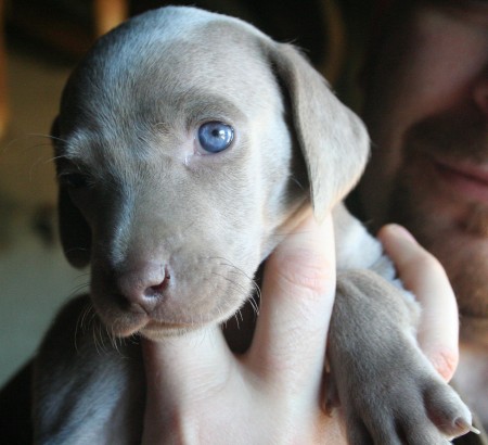 Weimaraner