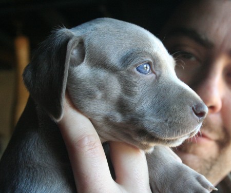 Weimaraner