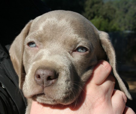 Weimaraner