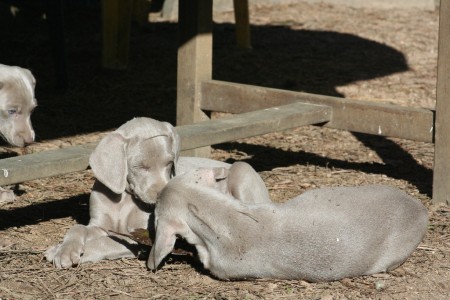 Weimaraner