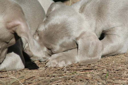 Weimaraner