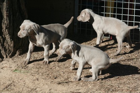 Weimaraner