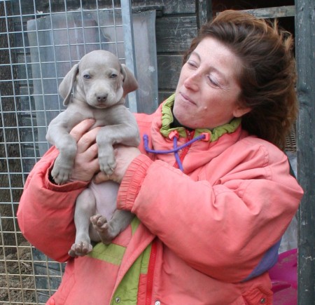 Weimaraner - Els Gegants d'Argent