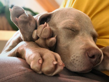 Aquí la tenéis con todas las patas debajo de la cabeza :)