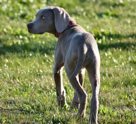 Weimaraner