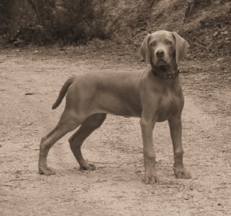 Weimaraner Grace