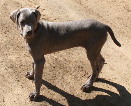 Weimaraner