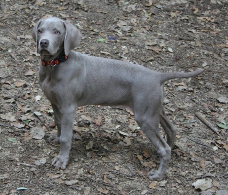 Weimaraner Grace