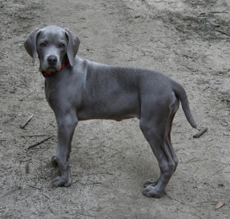 Weimaraner Grace