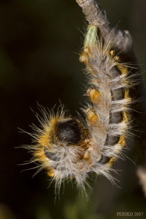 Oruga procesionaria del pino