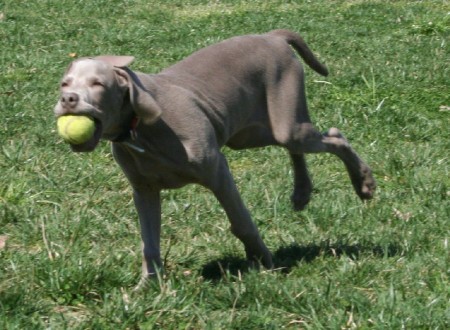 Le encanta jugar a traernos la pelota