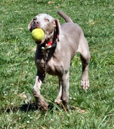 Weimaraner