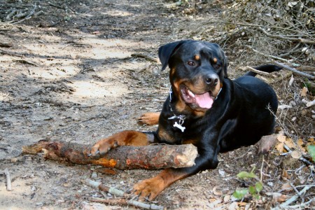 Rottweiler Thor