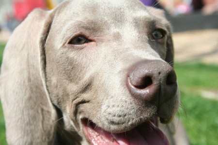 Weimaraner Grace