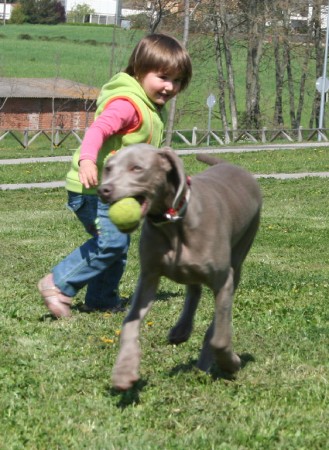 Weimaraner Grace