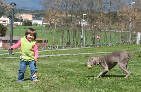 Weimaraner Grace