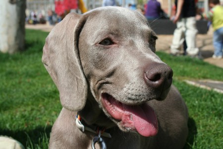 Weimaraner Grace