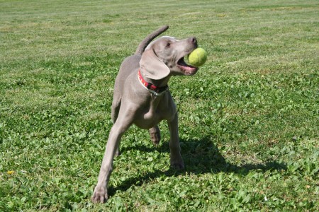 Weimaraner Grace