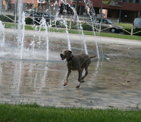 Veloz como el viento!