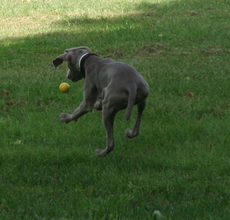 Saltando para cazar la pelota