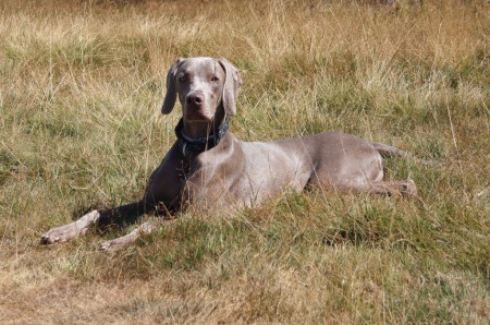 Descansando en un prado