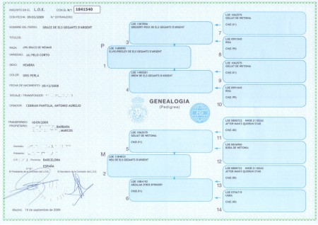 Pedigree de Grace