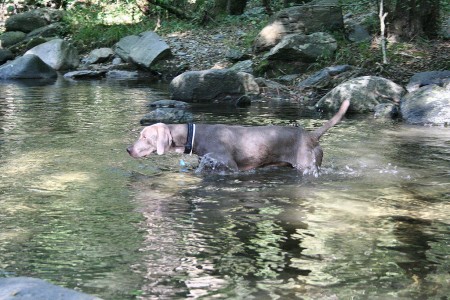 Weimaraner Grace