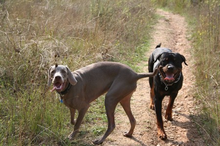 Jugando con su amiguito Thor