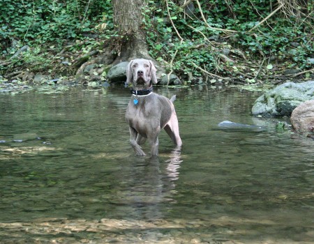 Hace poses hasta en el agua.