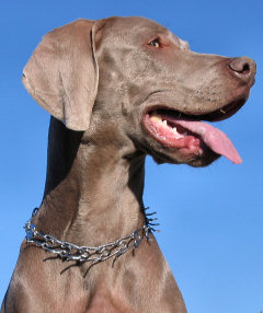 Grace, con 12 meses y medio