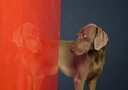 Portugal 2005, William Wegman 