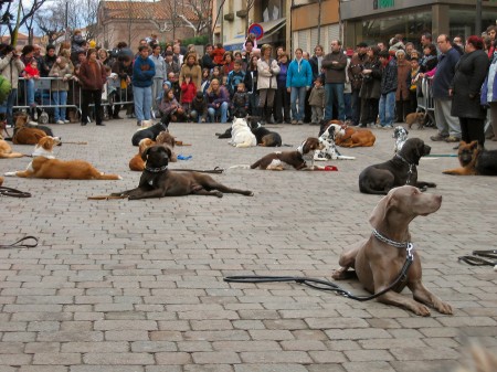 Ese día había mucha gente, ruidos, perros, caballos,...