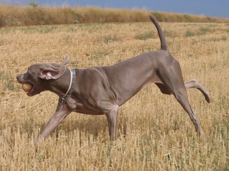 Weimaraner Grace