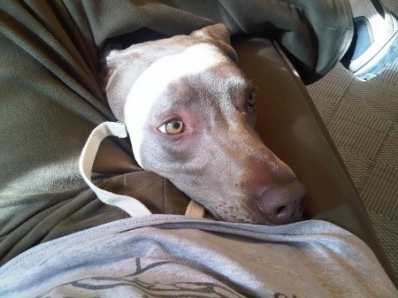 Weimaraner Grace 201104303