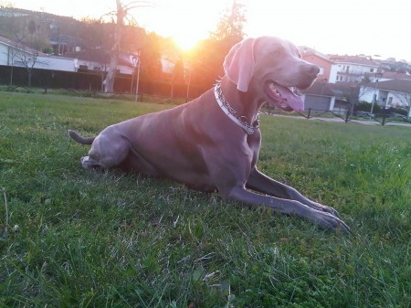 Weimaraner Grace 201104304