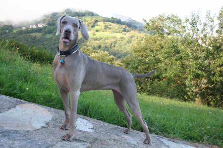 Weimaraner Grace