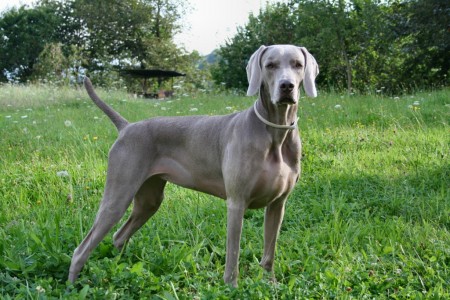 Weimaraner Grace