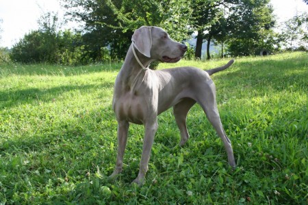 Weimaraner Grace