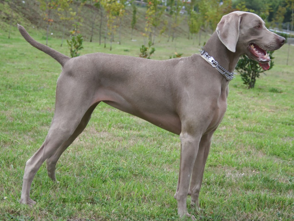 weimaraner_grace_201109035.jpg