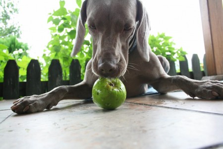 Weimaraner Grace